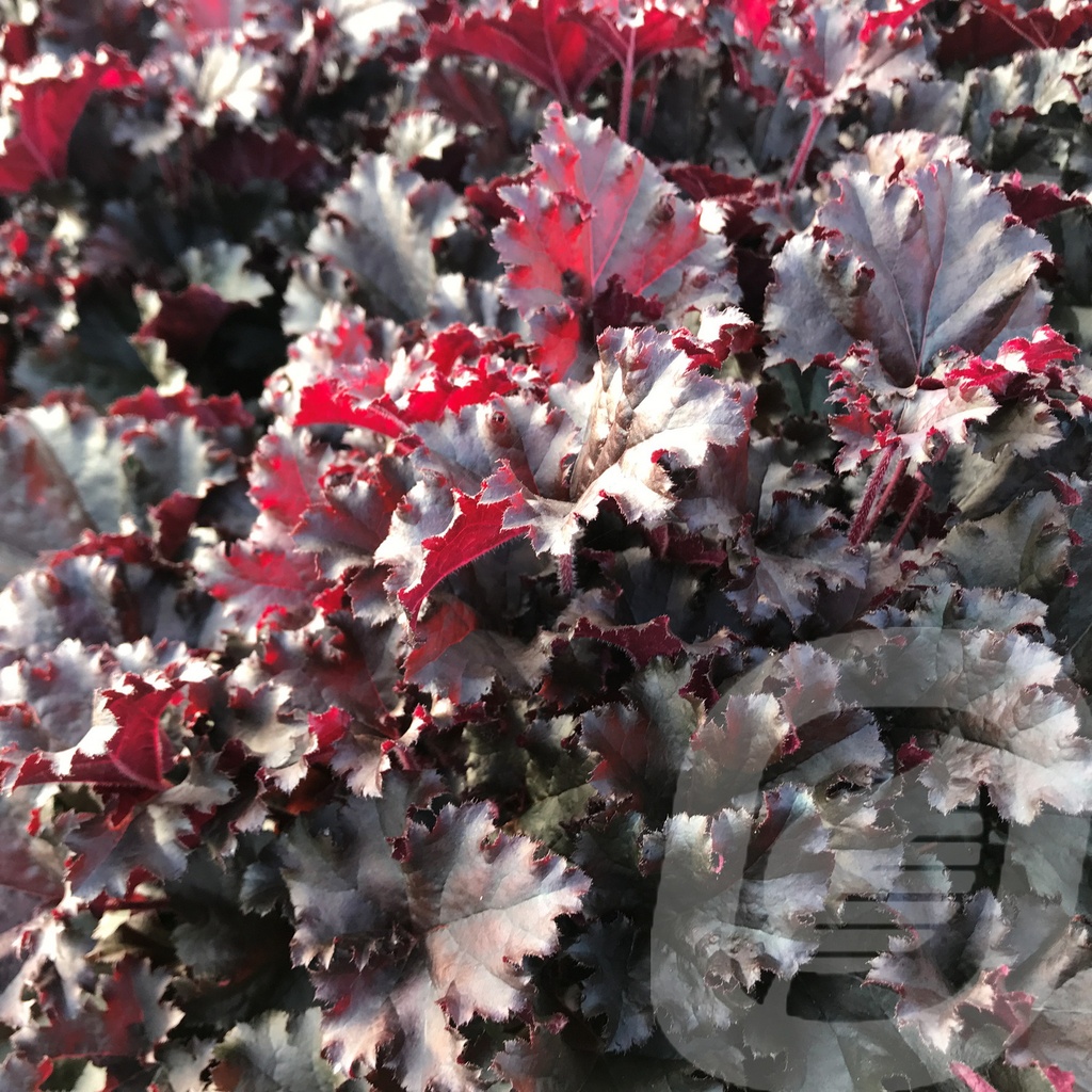 Heuchera 'Dark Secret'®