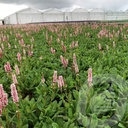 Persicaria affinis 'Kabouter'