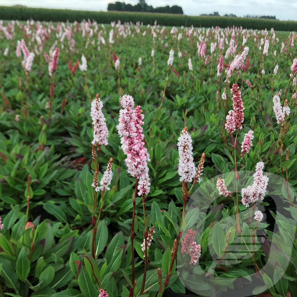 Persicaria affinis 'Darjeeling Red'