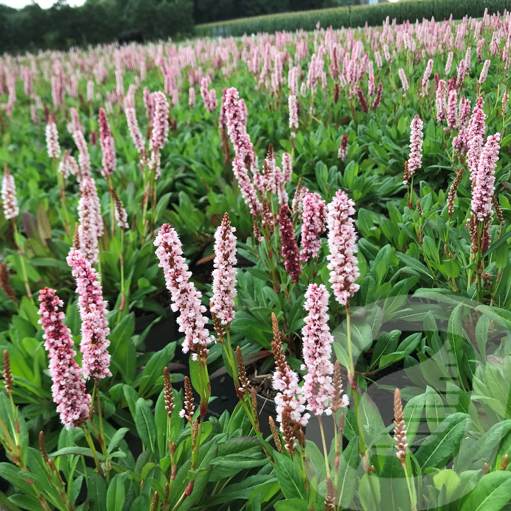 Persicaria affinis 'Superba'