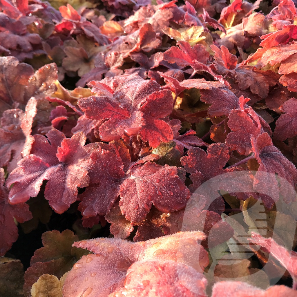 Heucherella 'Hopscotch'®