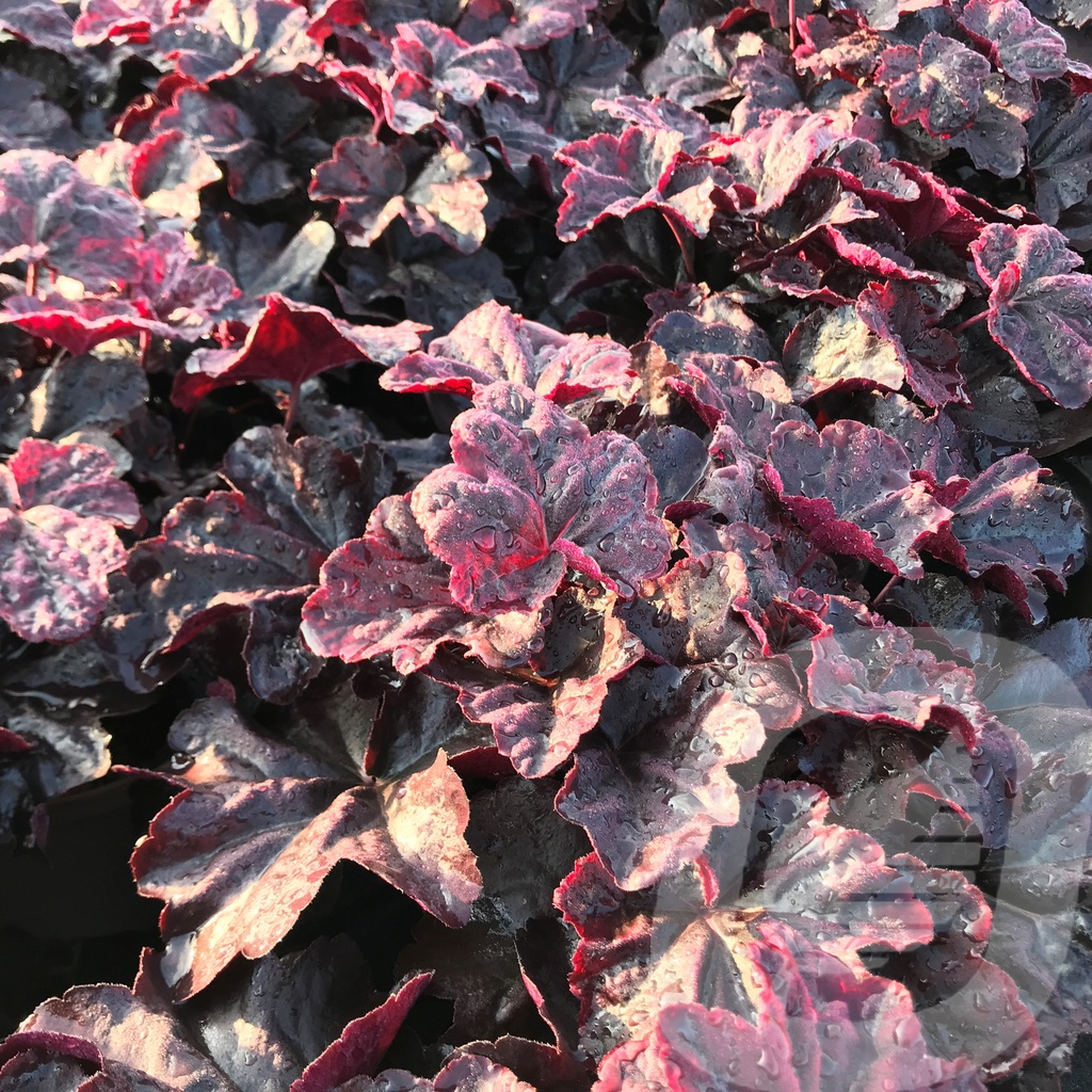 Heuchera 'Obsidian'®