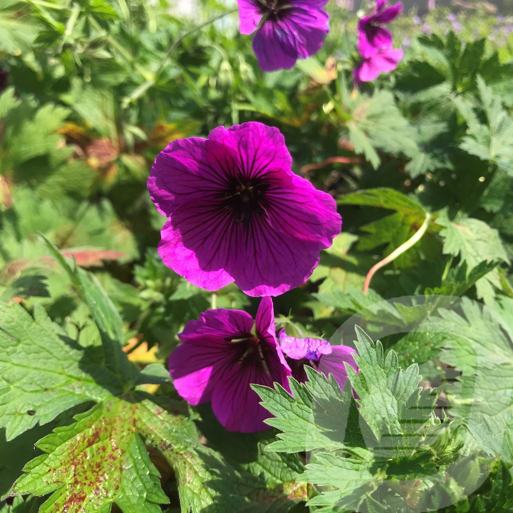 Geranium 'JS Matu Vu'™