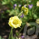 Geum 'Banana Daiquiri'®