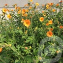 Geum 'Totally Tangerine'®