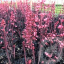 Heuchera 'Timeless Night'®