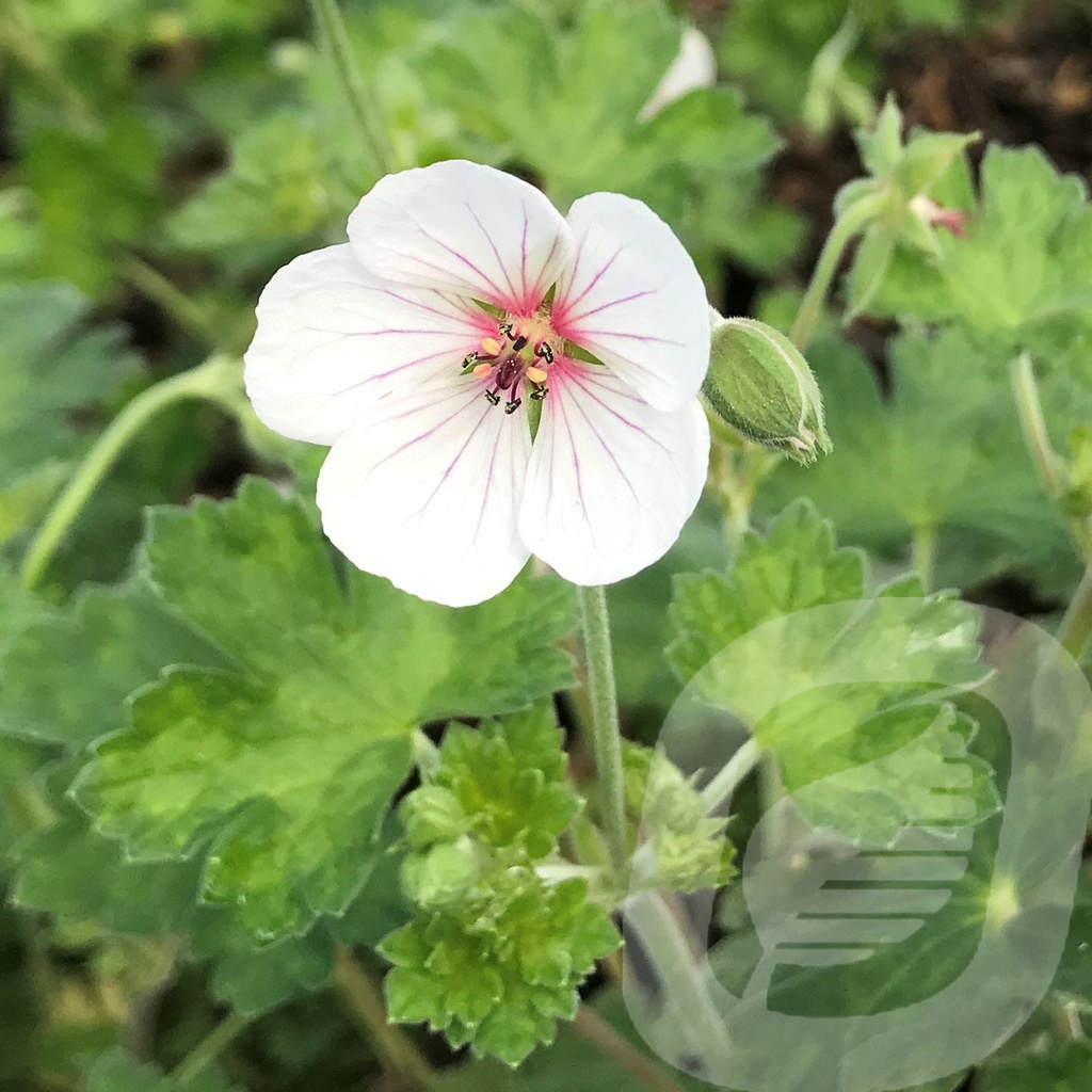 Geranium 'Coombland White'