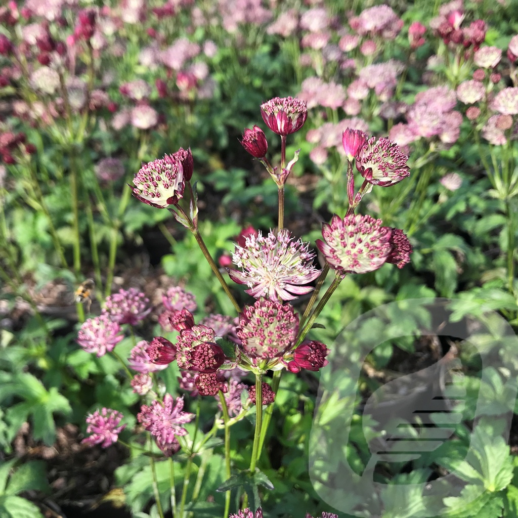 Astrantia 'Star of Passion'®