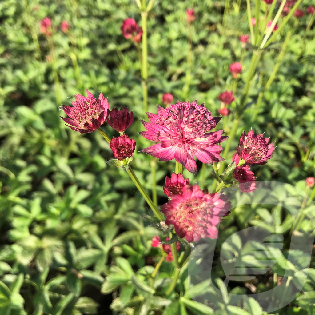 Astrantia 'Venice'®