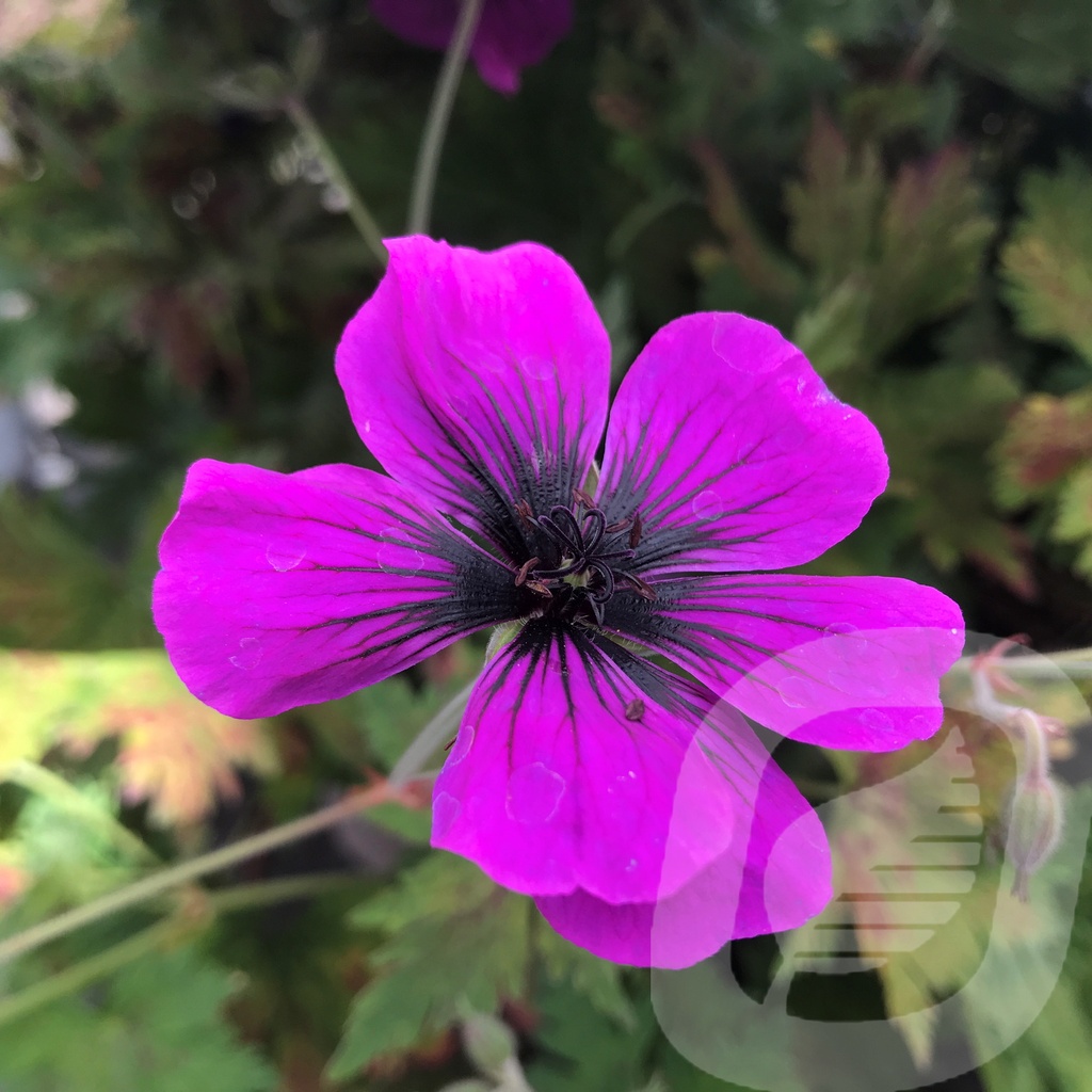 Geranium 'Dragon Heart'®