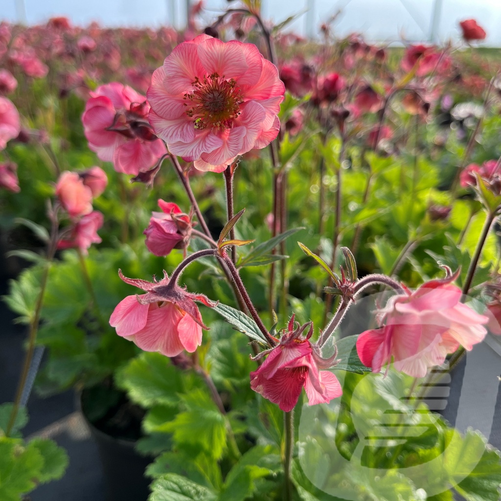 Geum 'Tempo™Rose'®