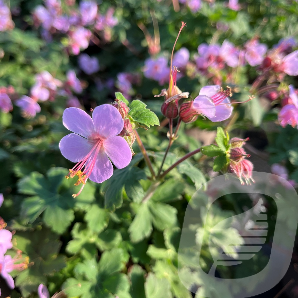 Geranium macr. 'Ingwersen's Variety'