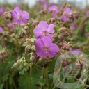 Geranium cant. 'Cambridge'