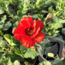 Geum 'Fiery Tempest'®