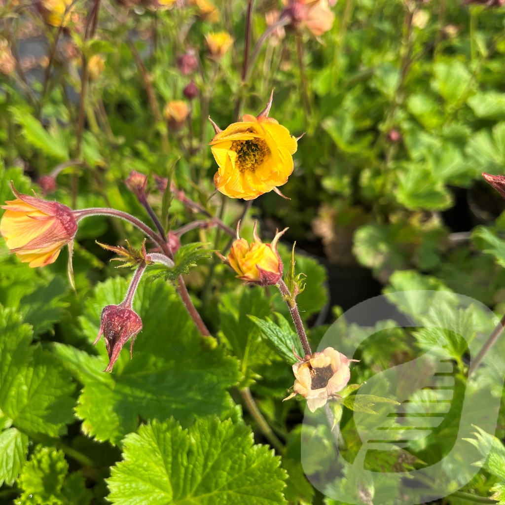 Geum 'Tempo™ Yellow'®