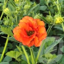 Geum 'Tropical Tempest'®