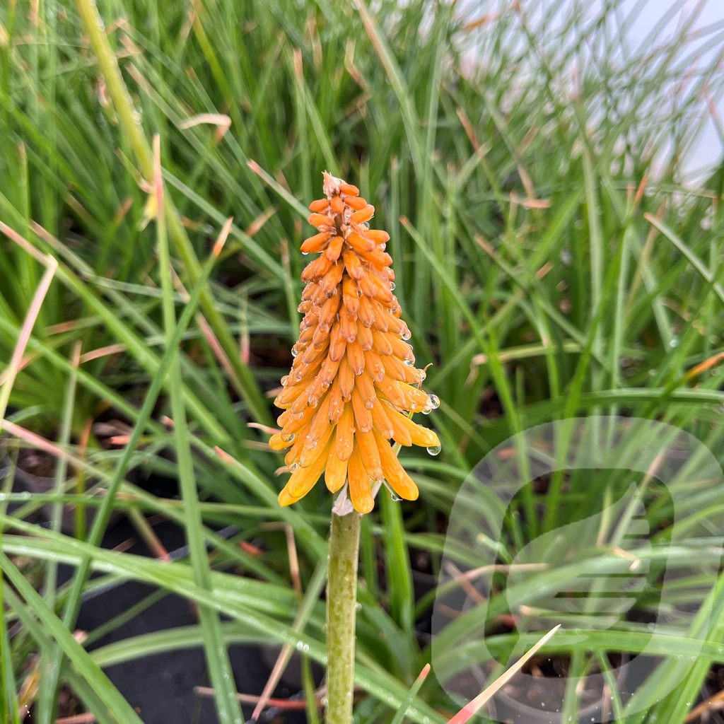 Kniphofia uvaria 'Royal Castle'