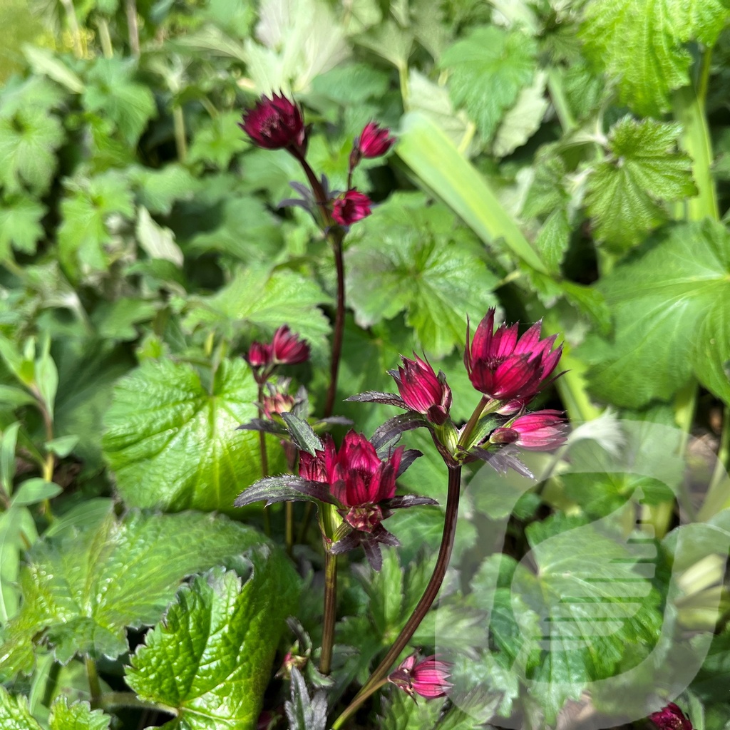 Astrantia 'Ruby Wedding'