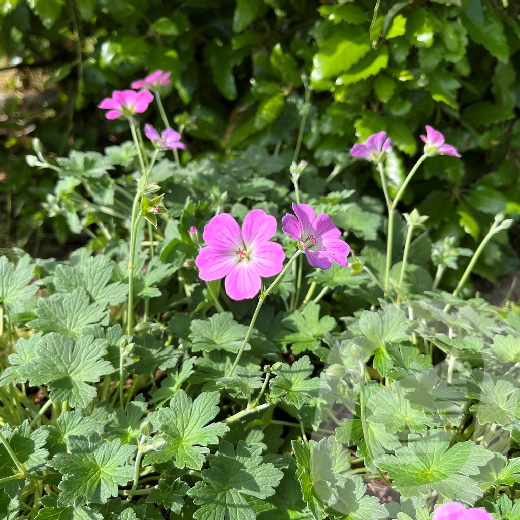 Geranium 'Mavis Simpson'