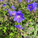 Geranium 'Baby Blue'