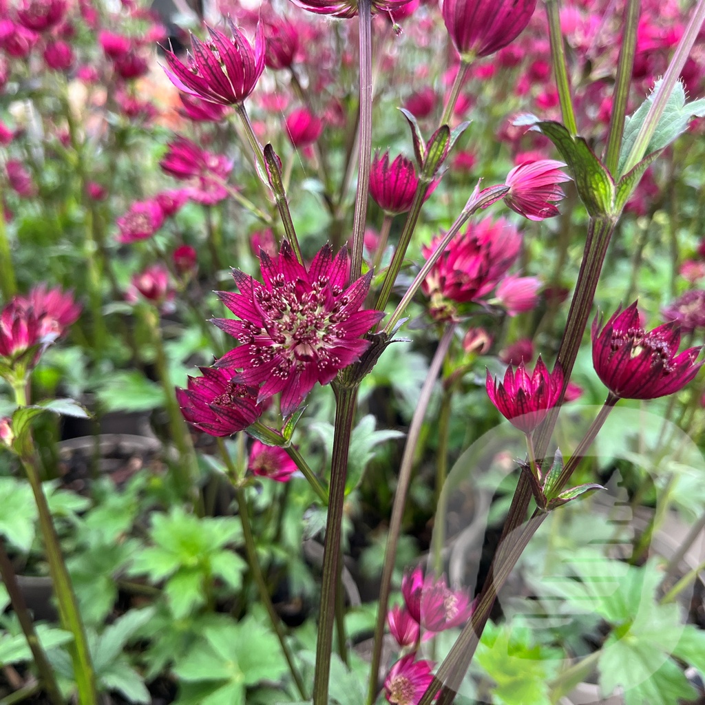 Astrantia 'Ruby Wedding'