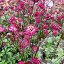 Astrantia 'Ruby Wedding'