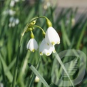 Leucojum aestivum 'Gravetye Giant'