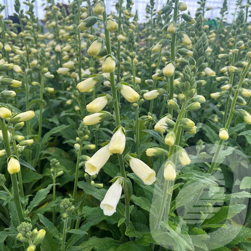 Digitalis Lucas ™ 'White'