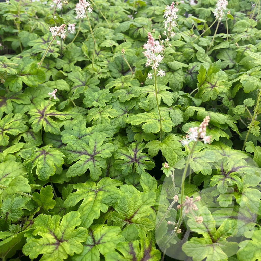 Tiarella 'Jeepers Creepers'®