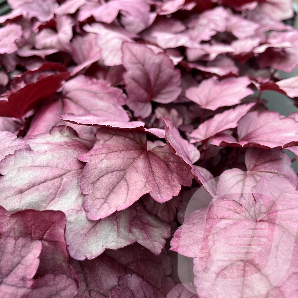 Heuchera 'Pink Panter'®