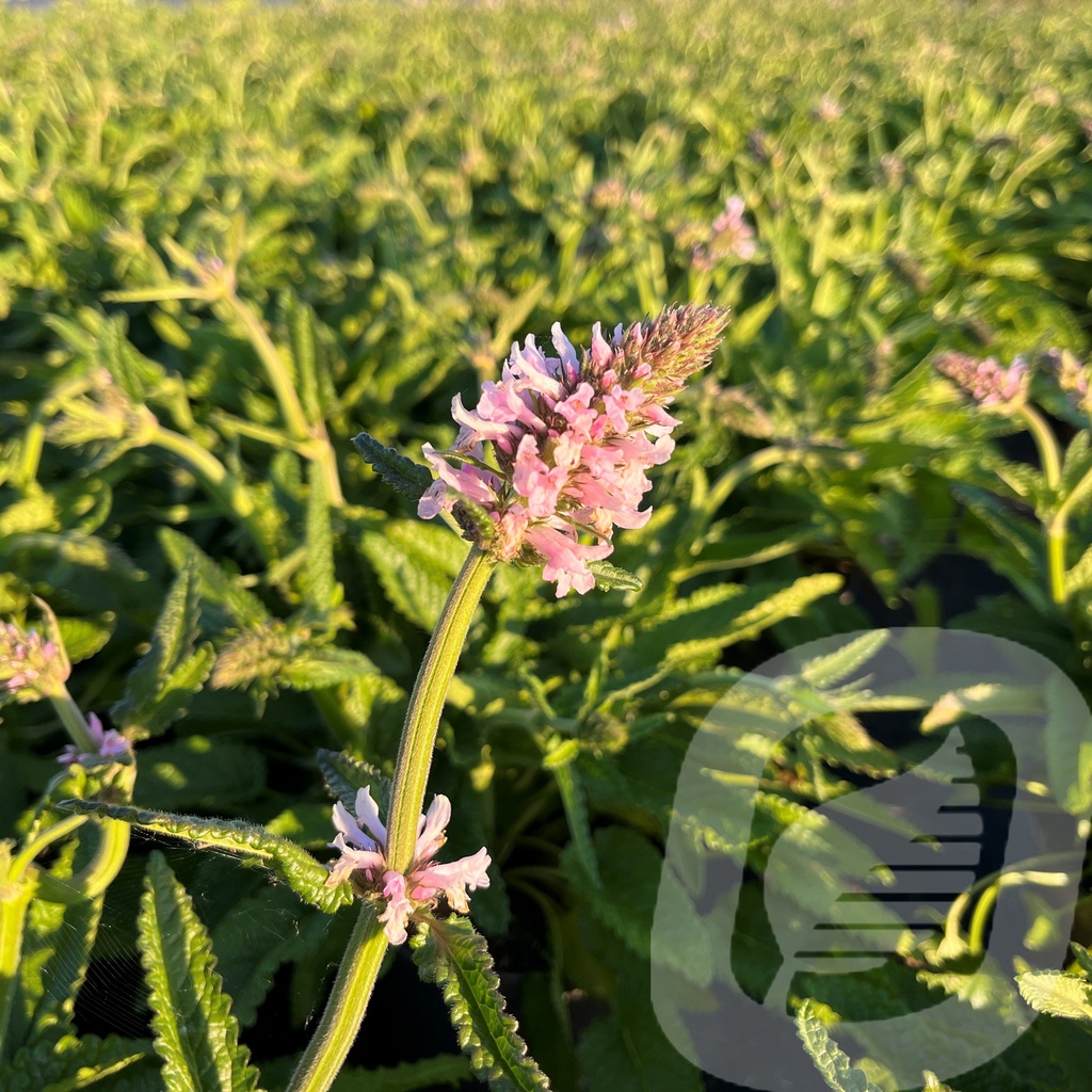 Stachys ‘Summer Sweets’®