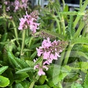 Stachys ‘Summer Sweets’®