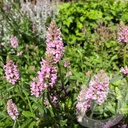 Stachys 'Summer Crush'®