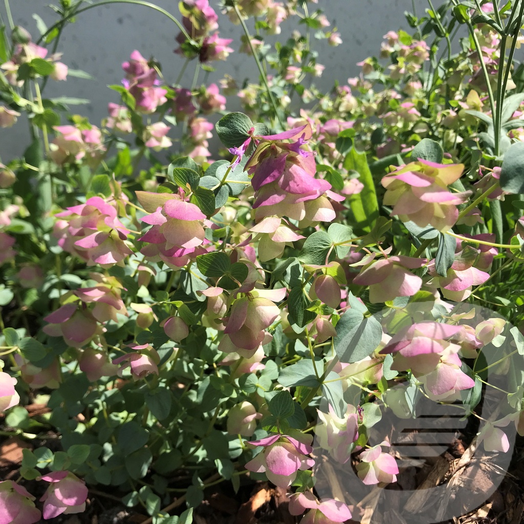 Origanum 'Kent Beauty'