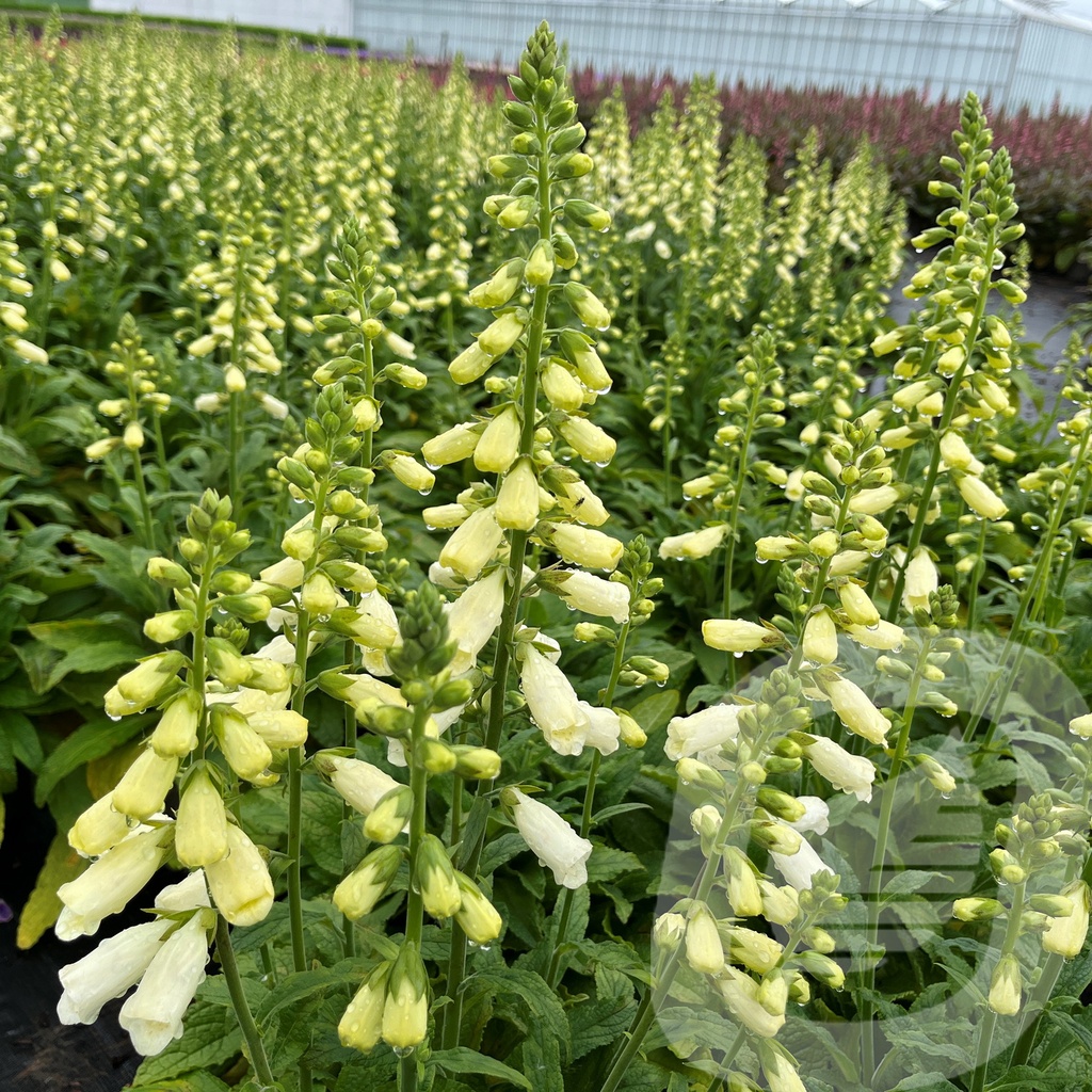 Digitalis Lucas ™ 'White'