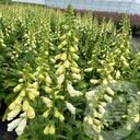 Digitalis Lucas ™ 'White'