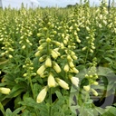 Digitalis Lucas ™ 'White'