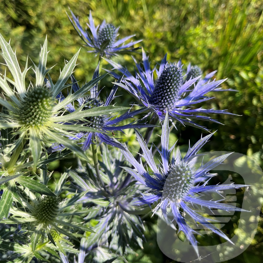 Eryngium 'Big Blue'®