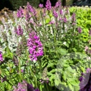 Stachys 'Summer Romance'®