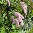 Sanguisorba 'Pink Brushes'