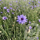 Catananche caerulea