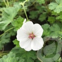 Geranium 'Coombland White'