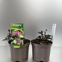 Weekaanbod foto 1