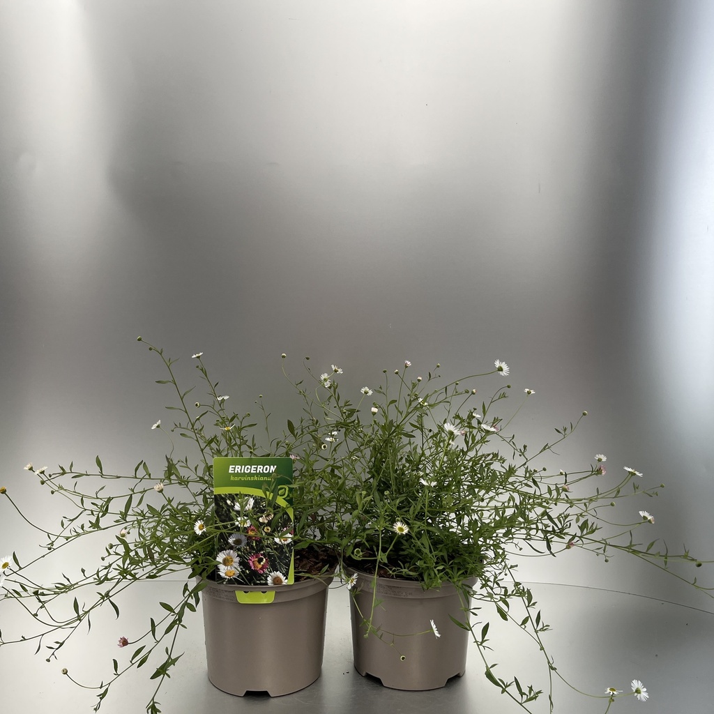 Weekaanbod foto 1