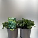 Weekaanbod foto 1