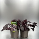 Weekaanbod foto 1