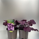 Weekaanbod foto 1