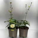 Weekaanbod foto 1