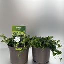 Weekaanbod foto 1