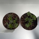 Weekaanbod foto 2